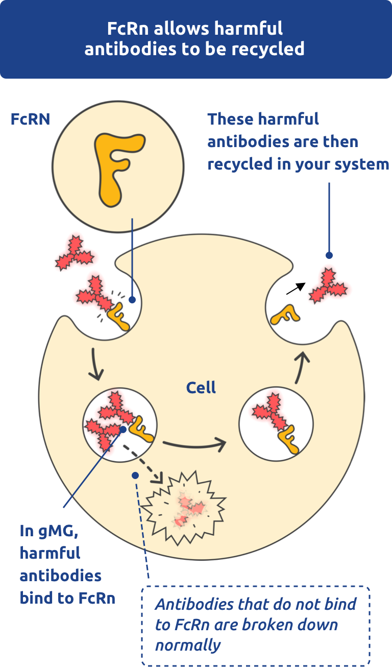 FcRN allows harmful antibodies to be recycled.