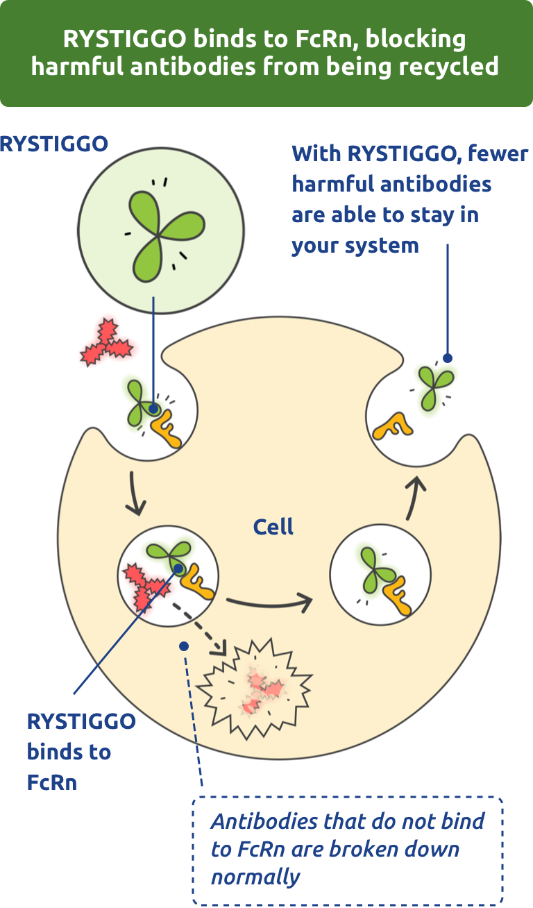 RYSTIGGO binds to FcRn, blocking harmful antibodies from being recycled.