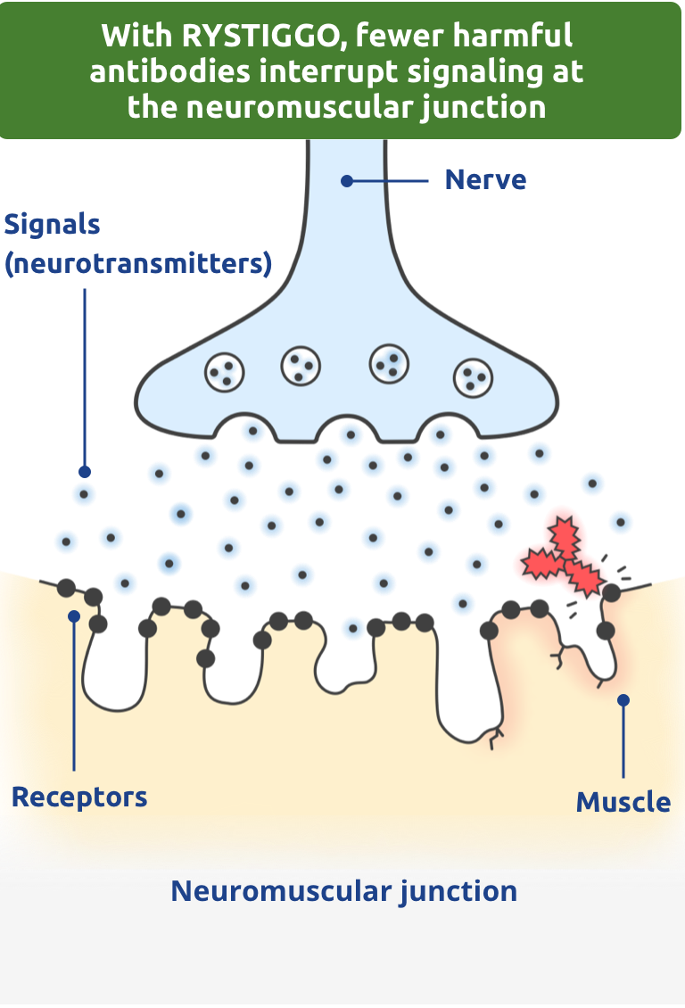 With RYSTIGGO, fewer harmful antibodies interrupt signaling at the neuromuscular junction.