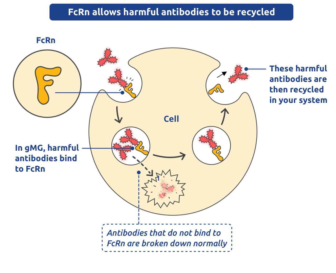 FcRN allows harmful antibodies to be recycled.