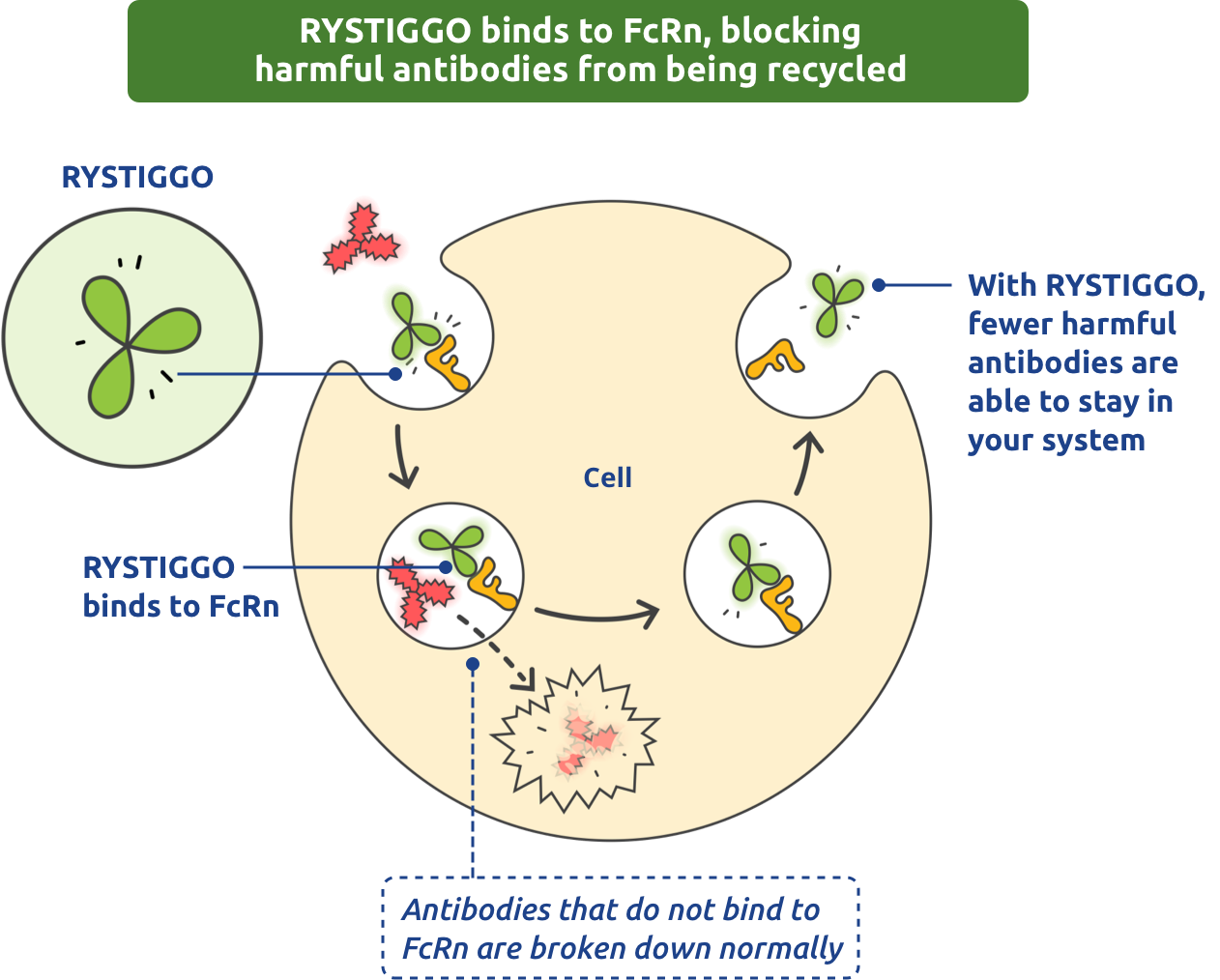 RYSTIGGO binds to FcRn, blocking harmful antibodies from being recycled.