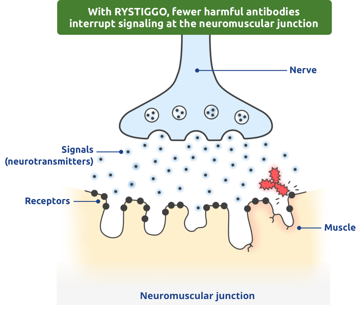 With RYSTIGGO, fewer harmful antibodies interrupt signaling at the neuromuscular junction.