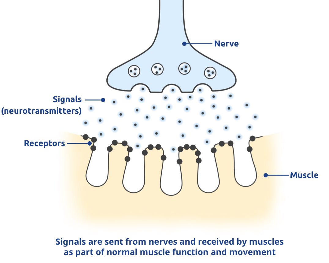 Signals are sent from nerves and received by muscles as part of normal muscle function and movement.