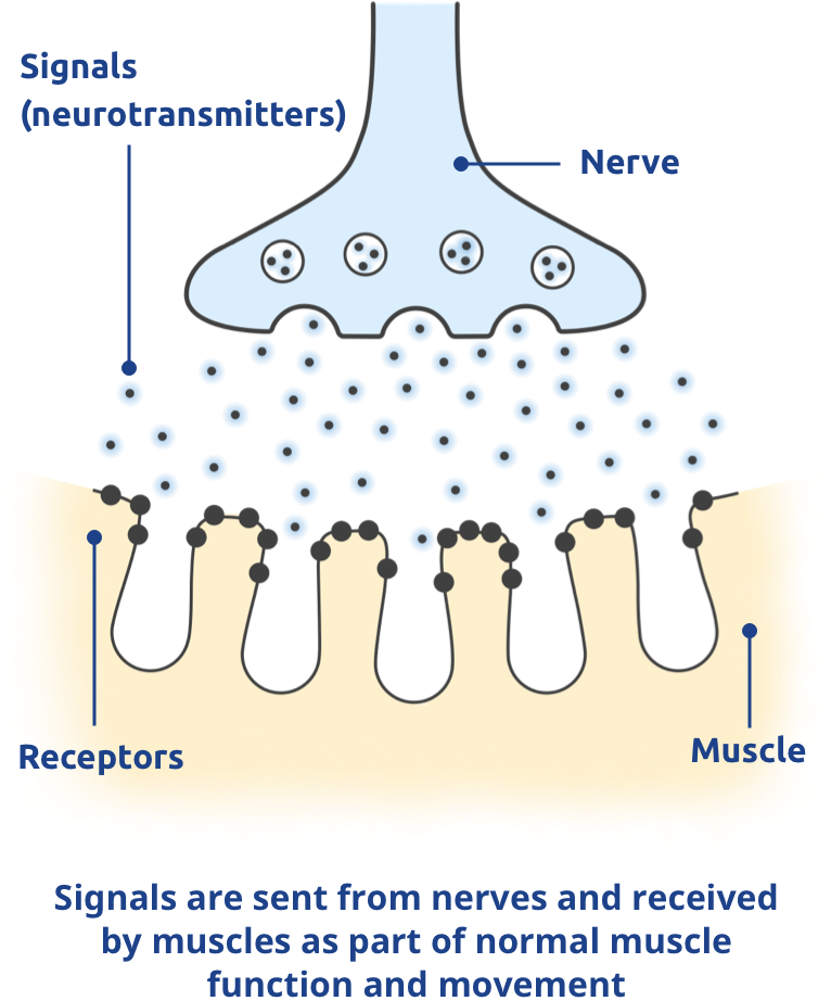 Signals are sent from nerves and received by muscles as part of normal muscle function and movement.