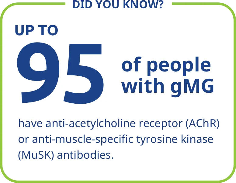 Up to 95% of people with gMG have anti-acetylcholine receptor (AChR) or anti-muscle-specific tyrosine kinase (MuSK) antibodies.