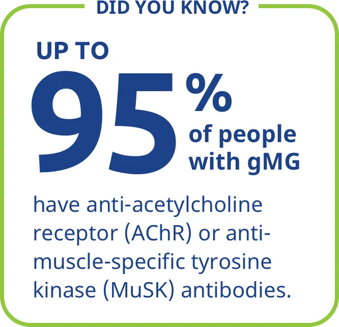 Up to 95% of people with gMG have anti-acetylcholine receptor (AChR) or anti-muscle-specific tyrosine kinase (MuSK) antibodies.
