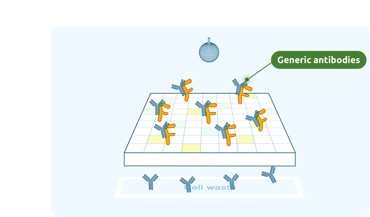 Generic antibodies attach to FcRn.