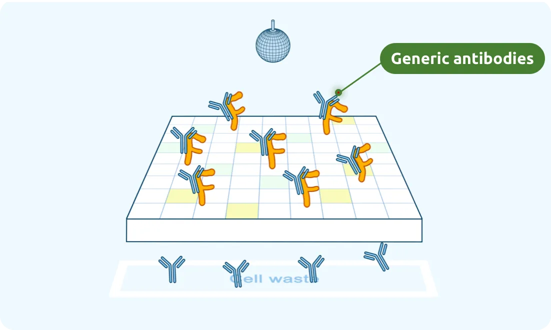 Generic antibodies attach to FcRn.