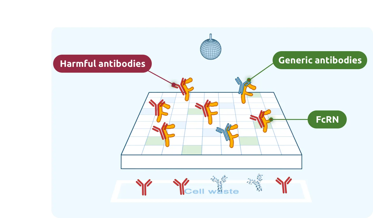 FcRn also attaches to harmful antibodies.