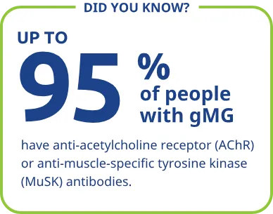 Up to 95% of people with gMG have anti-acetylcholine receptor (AChR) or anti-muscle-specific tyrosine kinase (MuSK) antibodies.