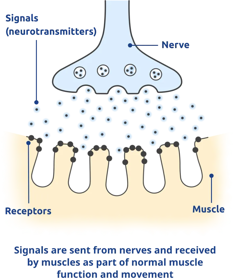 Signals are sent from nerves and received by muscles as part of normal muscle function and movement.