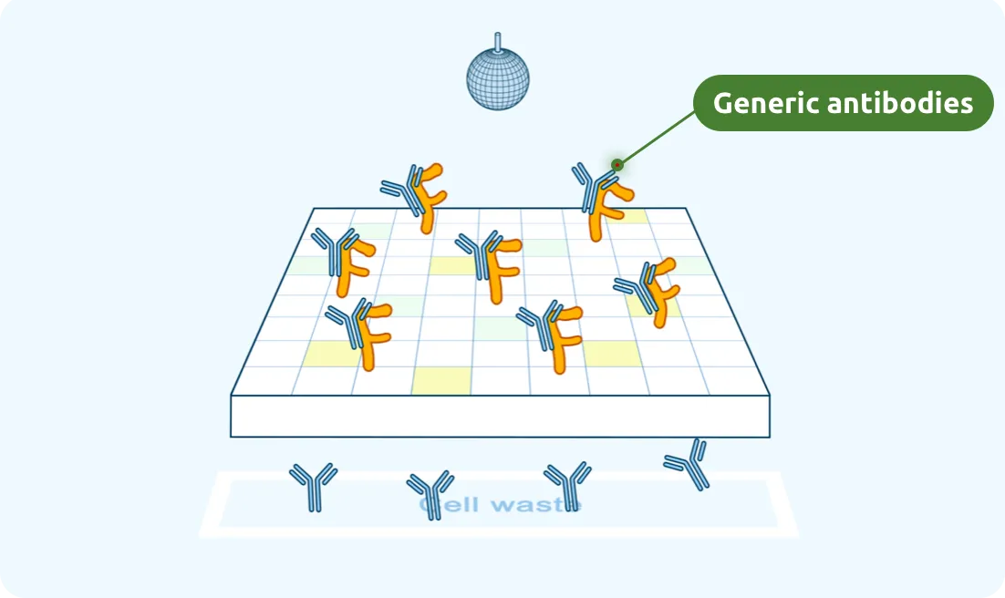 Generic antibodies attach to FcRn.