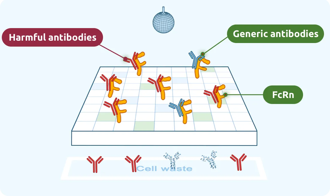 FcRn also attaches to harmful antibodies.