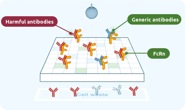 FcRn also attaches to harmful antibodies.