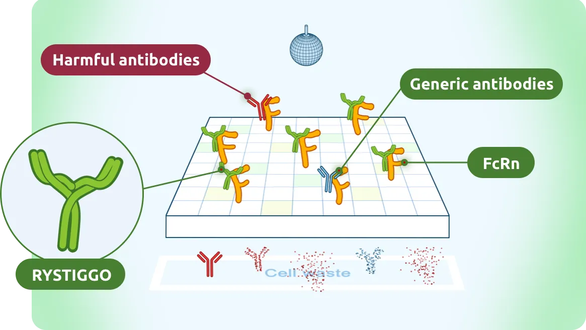 RYSTIGGO works by attaching to FcRn.