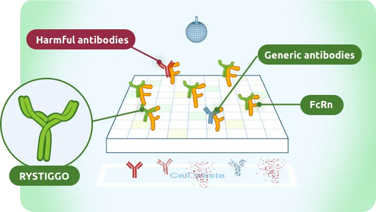 RYSTIGGO works by attaching to FcRn.