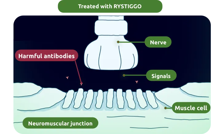 The signals between nerves and muscles are enhanced with the reduction of harmful antibodies from RYSTIGGO.